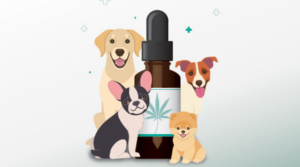 A Pet Owner's Guide to CBD